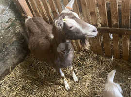 Toggenburg Nanny goat with nanny kid at foot