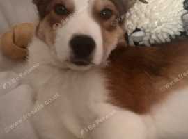 Welsh collie looking for forever home