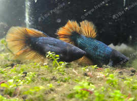 2 x Female Fighting Fish Halfmoon Mustard Gas Betta Splendens Live Freshwater Aquarium Fish