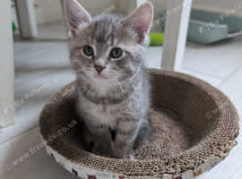 Kitten