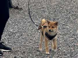 Shiba Inu Female Puppy