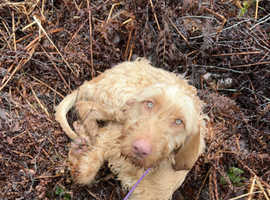 Lovely KC HWV looking for new home