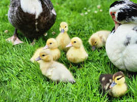 Muscovy ducks all ages
