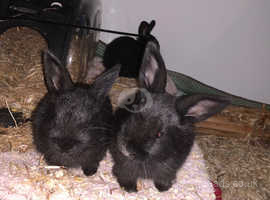 Baby bunny's for lovely homes