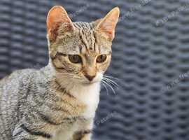 Three Stunning kittens, Part-Egyptian Mau Tabby Kittens for Sale