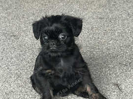 Female Rough Coated Brussels Griffon Puppy in Wallasey on Freeads ...