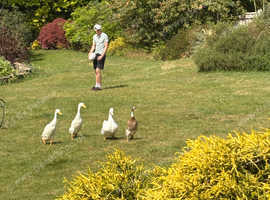 Female runner ducks x 2 wanted
