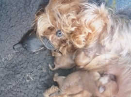 Yorkshire terrier cross