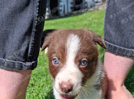 kc reg Border Collies puppies for sale