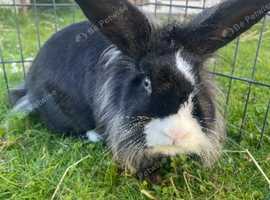 3 rabbits looking for new homes