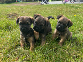 Border Terrier puppies