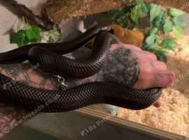 Black maxcian king snake