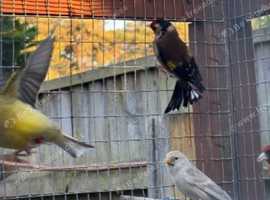 Goldfinches,canaries,finches,red polls and much more