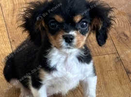 Tri Coloured Boy Puppy