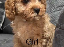 Last little girl