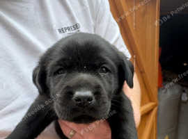Labrador retriever for rehoming