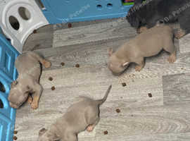 American pocket bullies for sale
