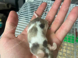 Male mice
