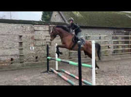 Horses and Ponies, Buy and Sell Equestrians in Bexhill On Sea