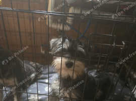 KC miniature schnauzers