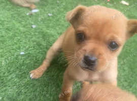 Pomeranian/Chihuahua/yorkie