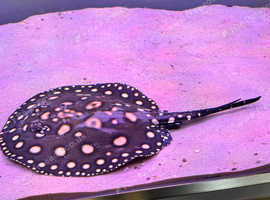 Black Diamond & Pearl (MALE) Stingray Pair For Sale