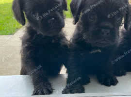 Pugapoo puppies