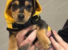 Bruno URGENT SALE!!!