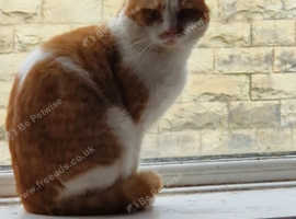 Selling my cat