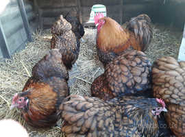 Hens For Sale At Durham Hens