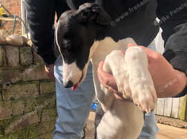 Whippets for sale store yorkshire