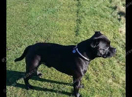 Well bred Staffordshire bull terrier puppies