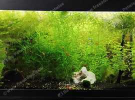 2 different types of tropical plants from a snail free tank