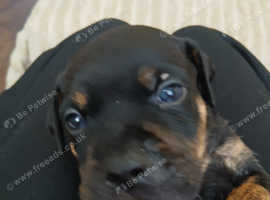 Staffy x old tyme bulldog