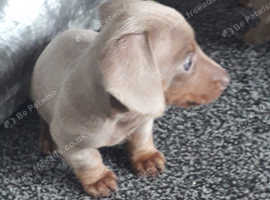 1 boy left READY NOW. ISSABELLA DAPPLED DACHSHUND PUPPIES FOR SALE