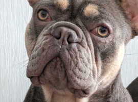 KC registered French Bulldog looking for a new home