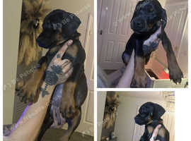 Full pedigree European doberman puppies