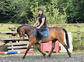 13.2h 5 year old newforest