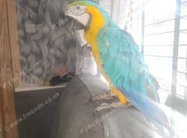Beautiful male macaw