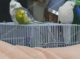 Pair of beutiful birds
