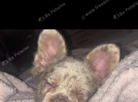 Adorable 8 month old kc registered fluffy French bulldog