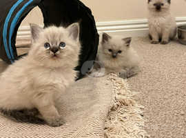 Ragdoll kittens for sale.
