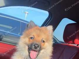 Pomeranian Puppy