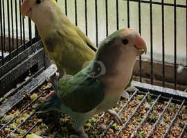 Lovebird pair for sale