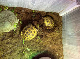 Baby Horsefield tortoise