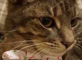 Seeking a loving home