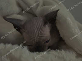 Kittens 1 hairless 2 with hair