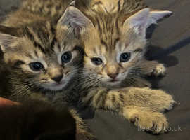 7 week old kittens for sale ready next week!