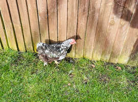 1 Bantam Cockerel & 1 Black With White Speckled Hen in Dereham on ...