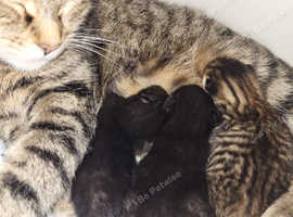 Kittens